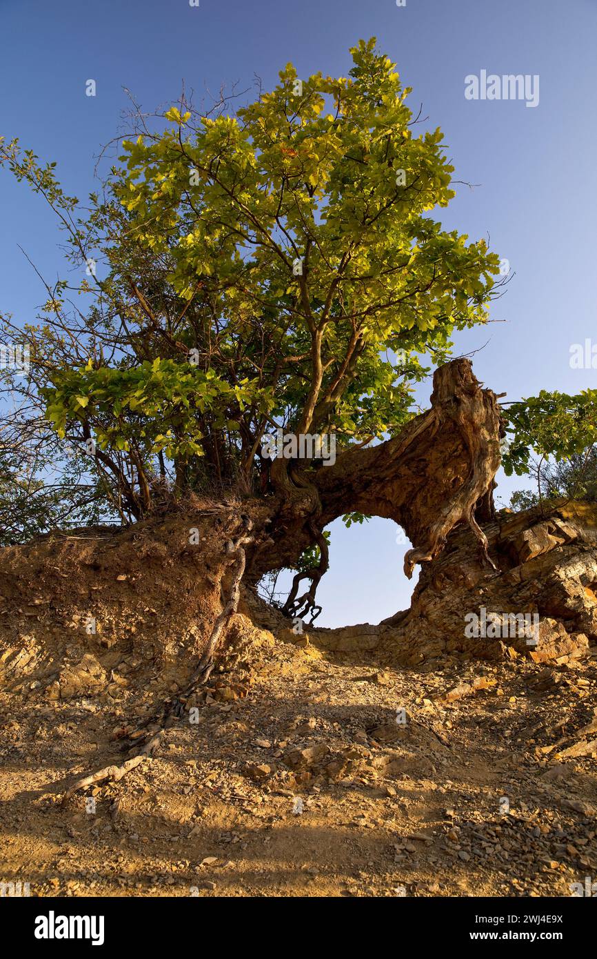 Tree root with view, Berich village, Edertal, Edersee, Hesse, Germany, Europe Stock Photo