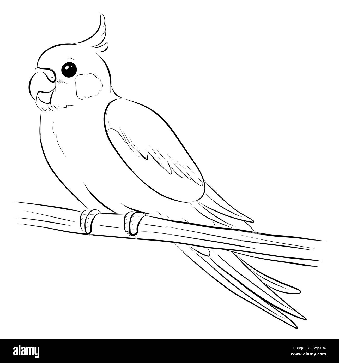 Cockatiel Stock Photo