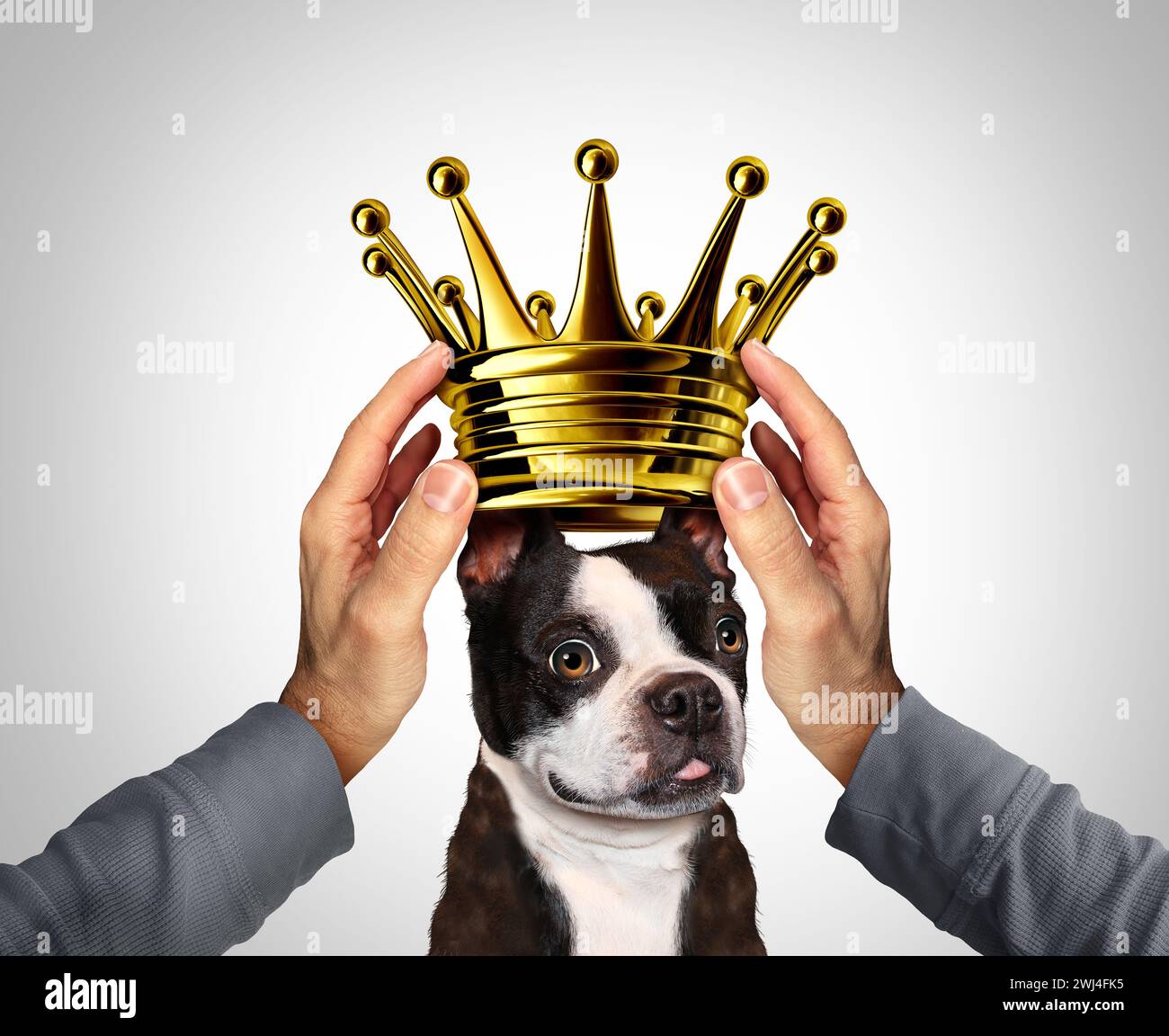 Best dog award and canine Crowning Coronation as a puppy Crown as a person bestowing or granting Stock Photo