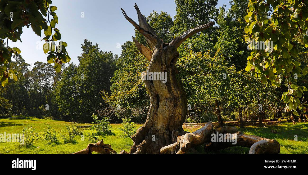 Old European beech (Fagus sylvatica), Hutewald Halloh, Bad Wildungen, Hesse, Germany, Europe Stock Photo