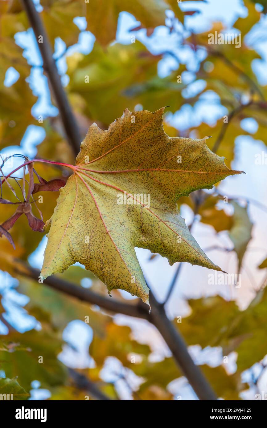 Maple branches with yellow leaves in autumn, in the light of sunset ...