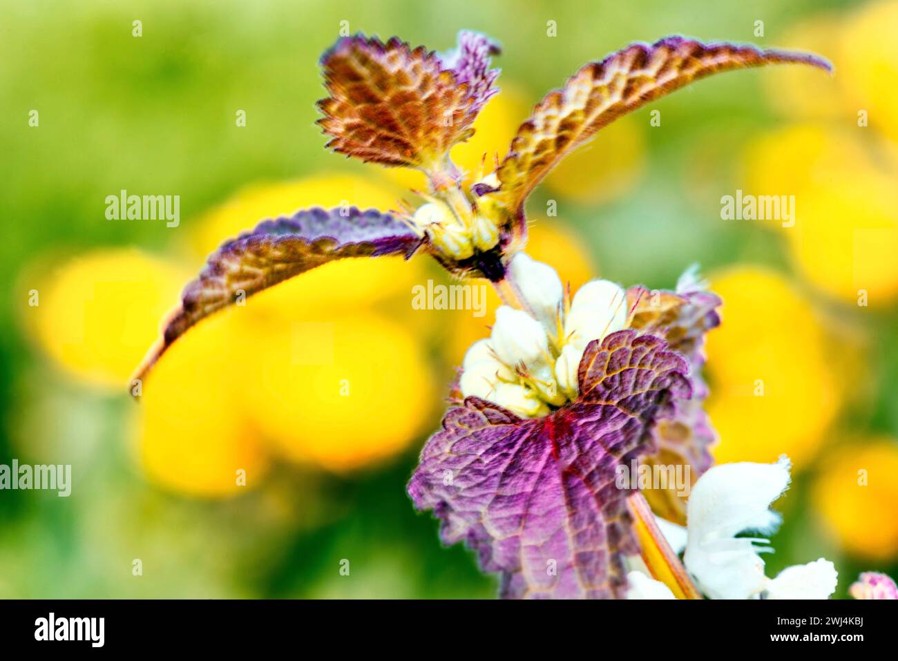 Close up of dead nettle, Poland. (Lamium purpureum) Stock Photo