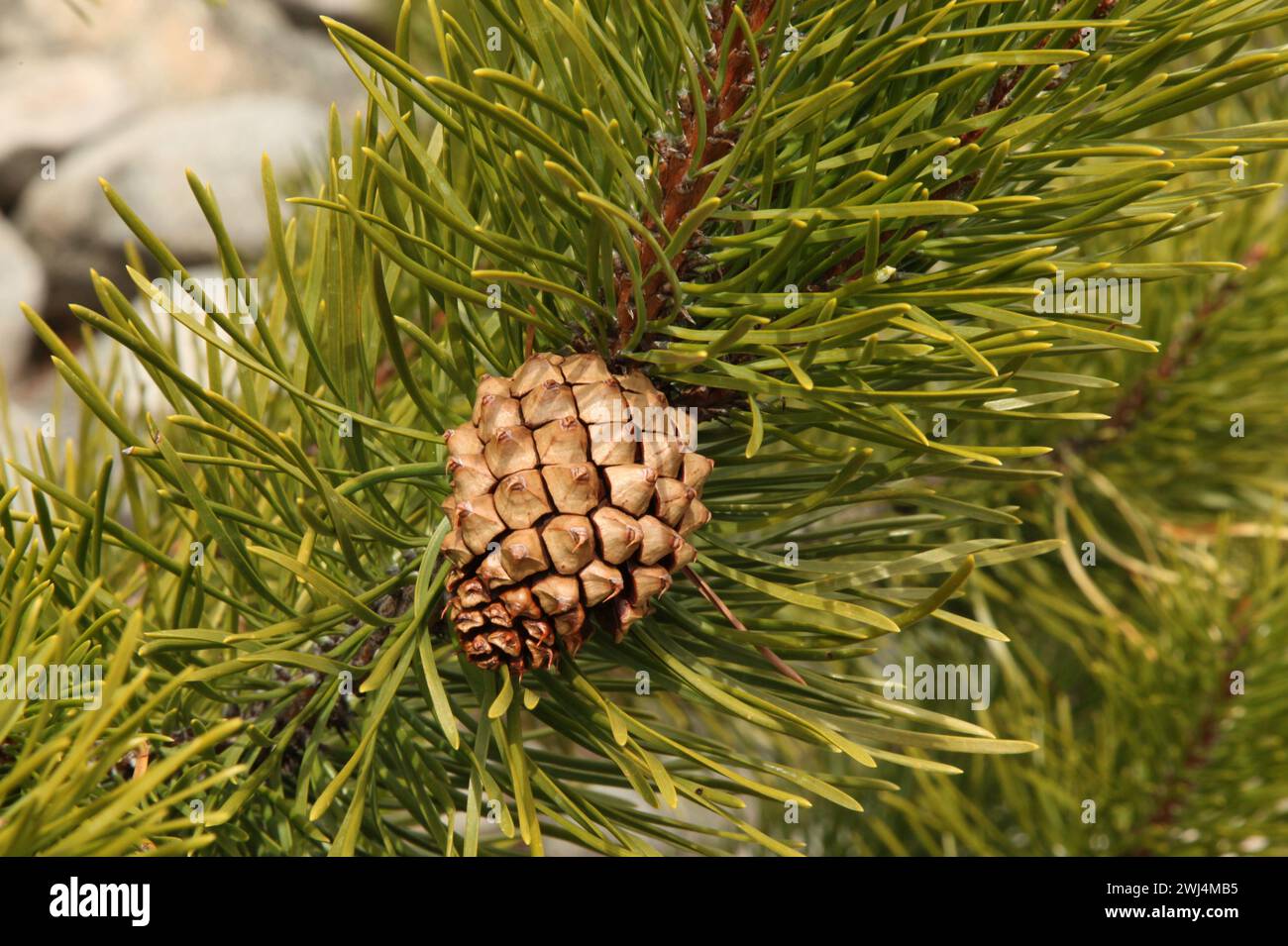 Single closed brown Lodgepole Pinecone (Pinus contorta) on a branch with green needles in Beartooth Mountains, Montana Stock Photo