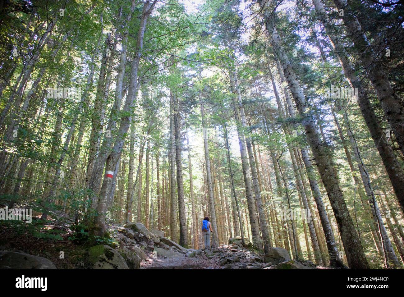 Forest floor view hi-res stock photography and images - Alamy