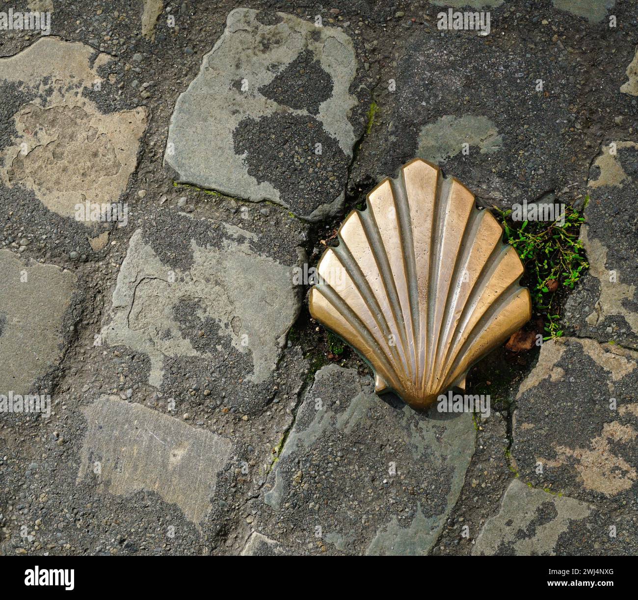 Pilgrim mussel Stock Photo