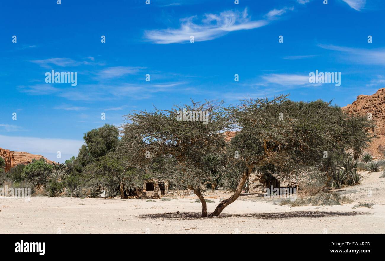 Dwelling bedouin in an oasis in the desert among the mountains in Egypt