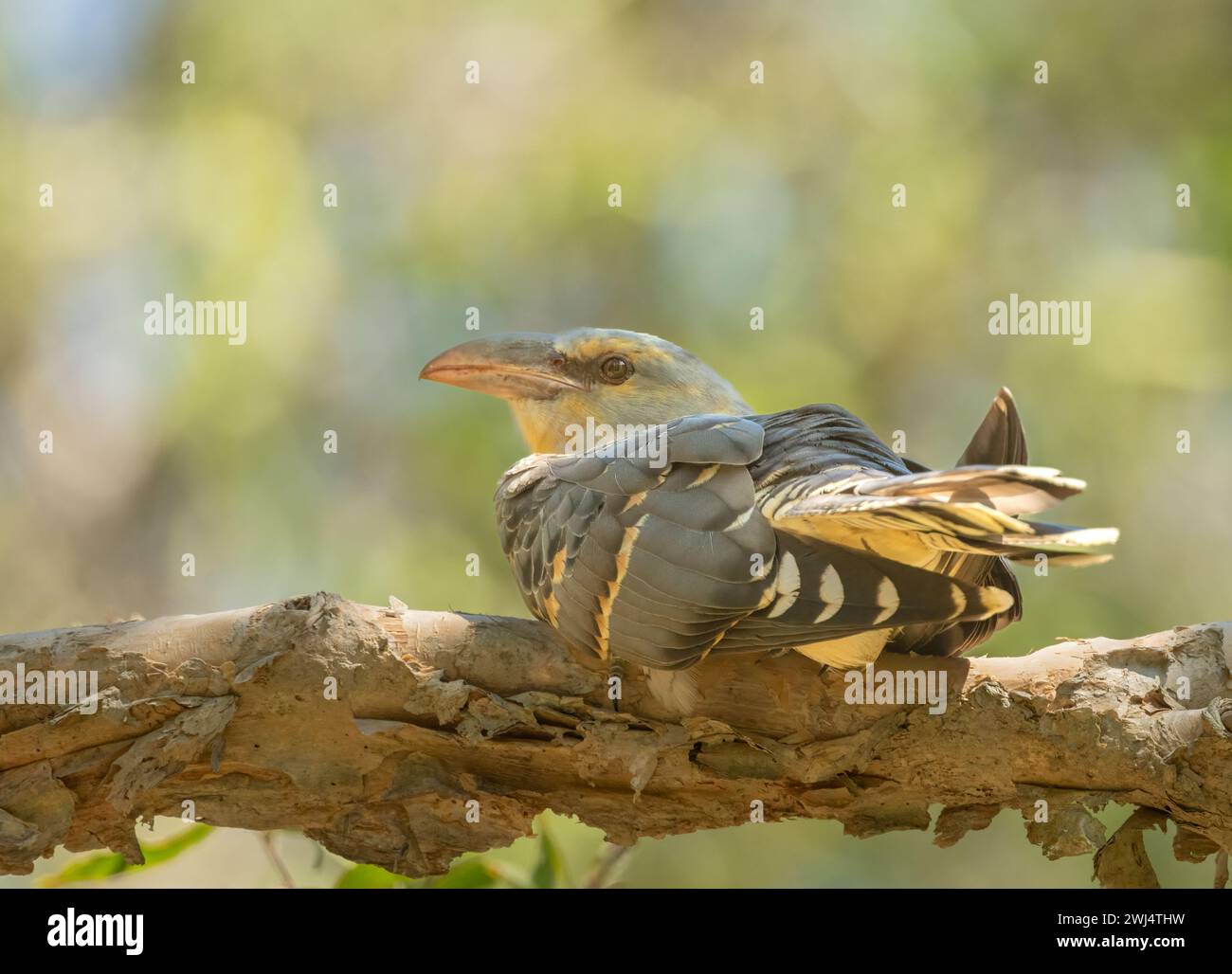 Channel-billed Cuckoo (Scythrops novaehollandiae) resting on a branch of a paper bark tree and is the largest species of cuckoo found in Australia. Stock Photo