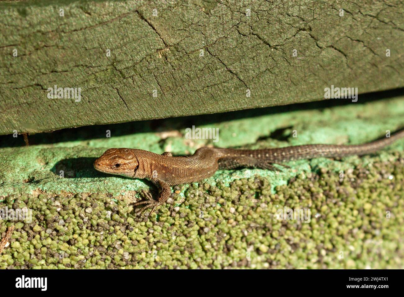 sand lizard basking in the sun Stock Photo