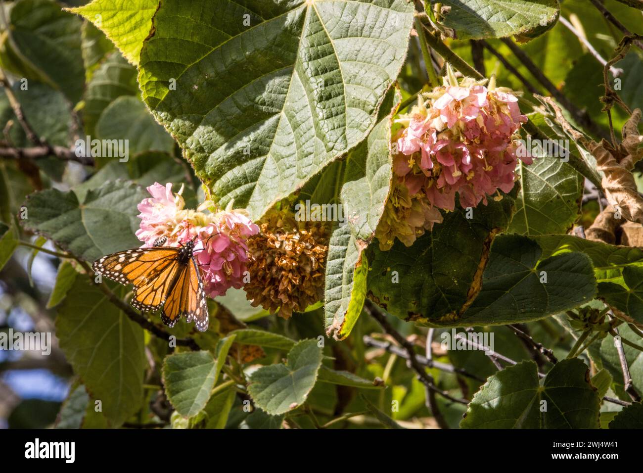 Dombeya wallichii in the Botanic Garden - inflorescence with a monarch butterfly (Danaus plexippus) Stock Photo