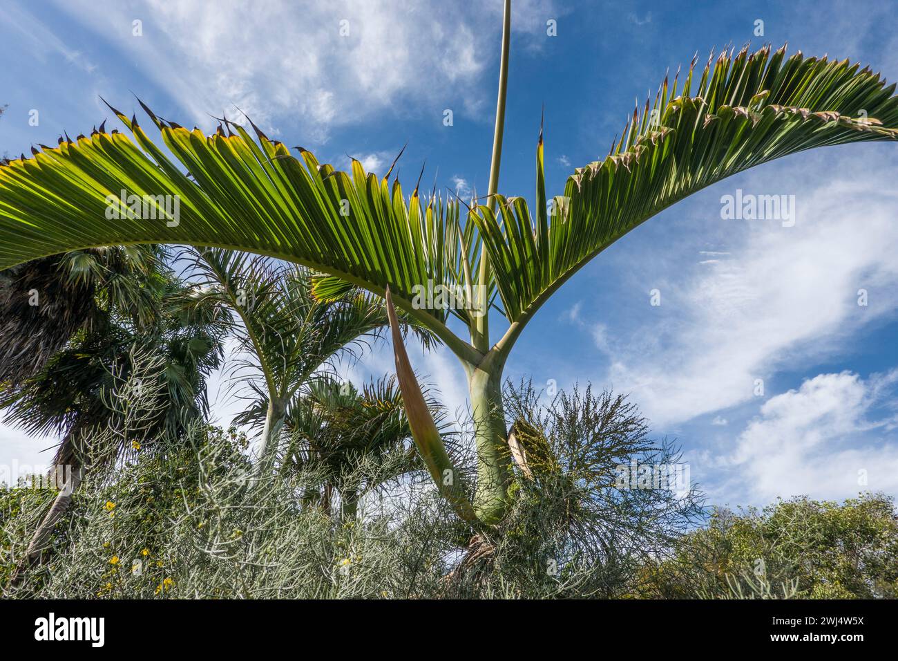 Bottle palm, barrel palm (Hyophorbe lagenicaulis, syn. Mascarena lagenicaulis) Stock Photo