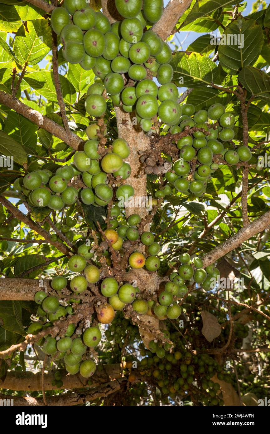 Feigenbaum (Ficus racemosa) mit Früchten im botanischen Garten