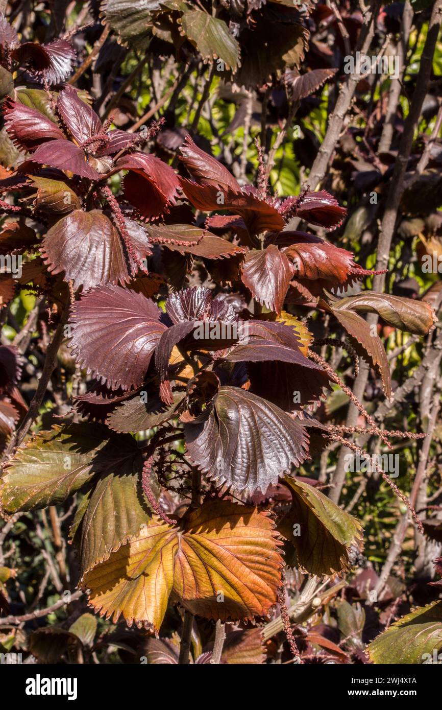 Variegated copperleaf (Acalypha wilkesiana)Variegated copperleaf (Acalypha wilkesiana) Stock Photo