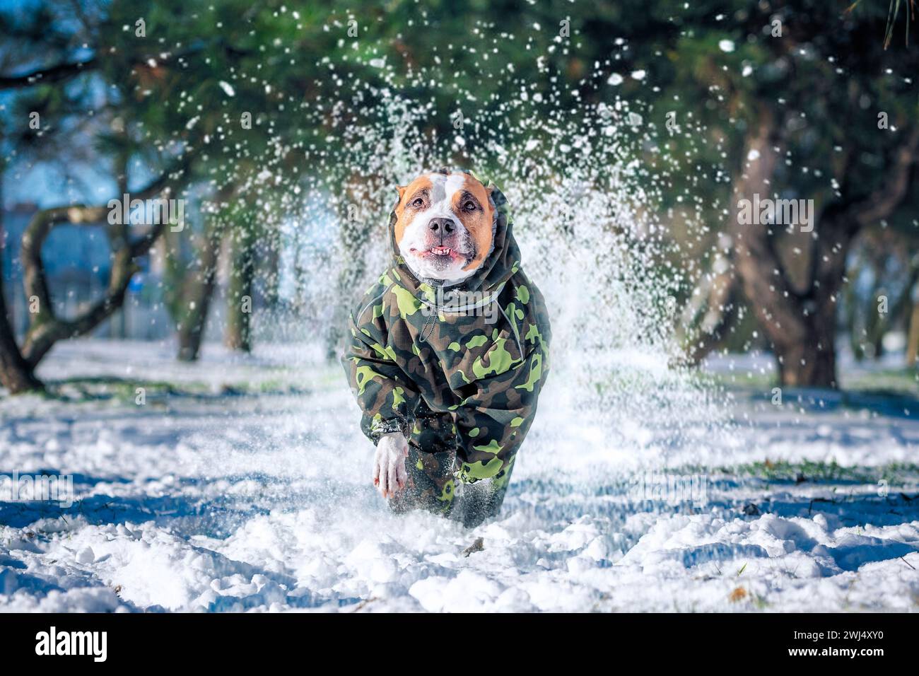 Adult dog of the Pit Bull terrier breed running fast in a winter park raising whirlwinds of snow Stock Photo