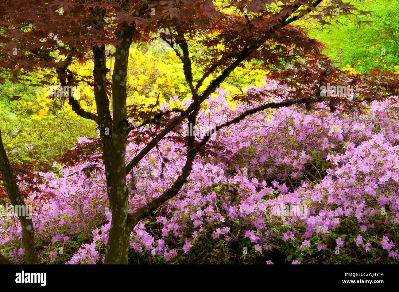 Azalea bloom with Japanese maple, The Rhododendron Garden, Hendricks Park, Eugene, Oregon Stock Photo