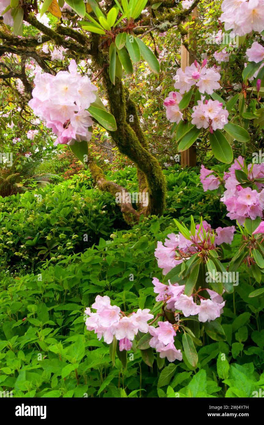 Oregon Native Rhododendron Rhododendron in bloom, The Rhododendron Garden, Hendricks Park, Eugene ...