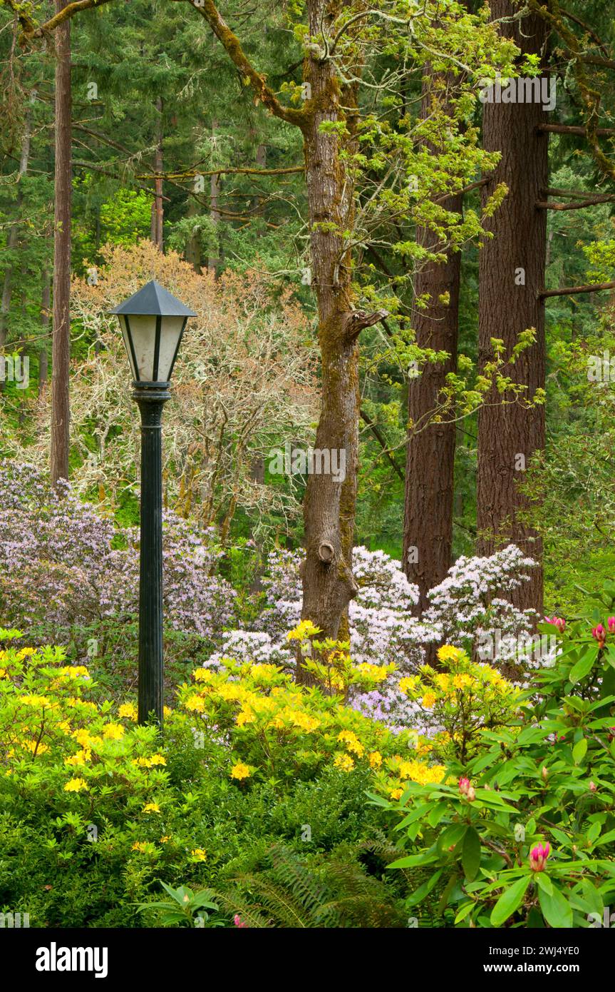 Garden lamp with azalea and rhododendron in bloom, The Rhododendron