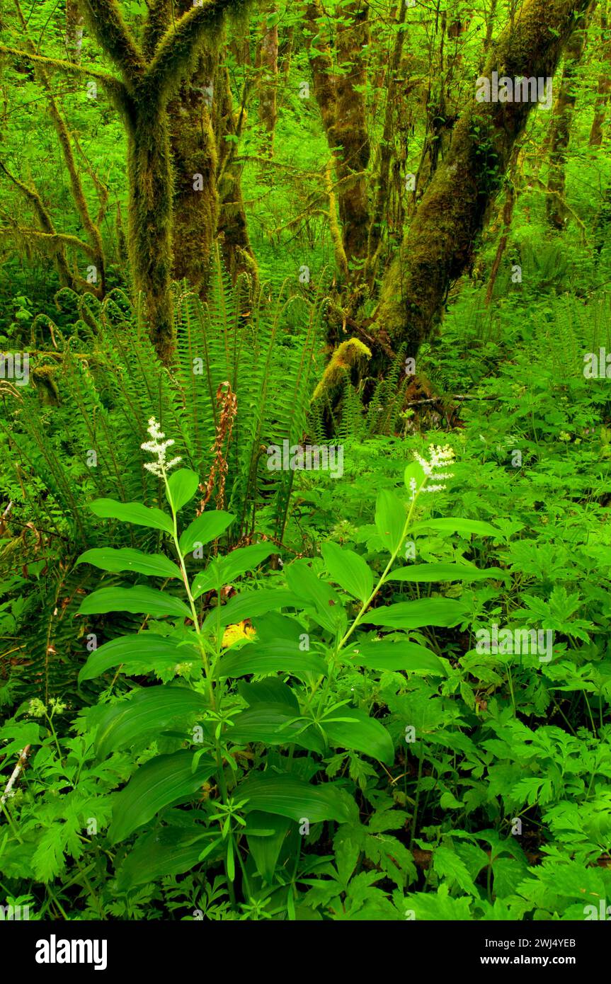 Forest with false solomon's seal along Plunkett Creek Loop Trail, Beazell Memorial Forest County Park, Benton County, Oregon Stock Photo
