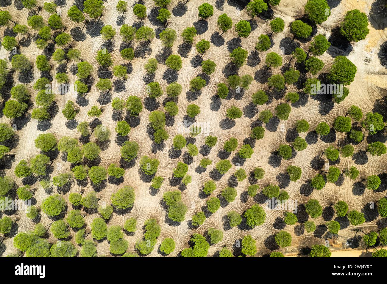 Aerial view pine forest drone hi-res stock photography and images - Alamy