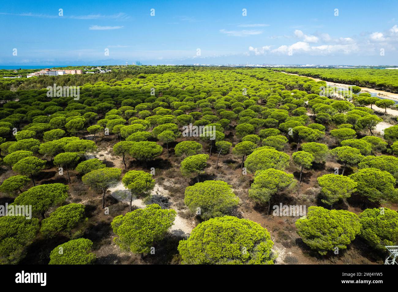 Aerial view pine forest drone hi-res stock photography and images - Alamy