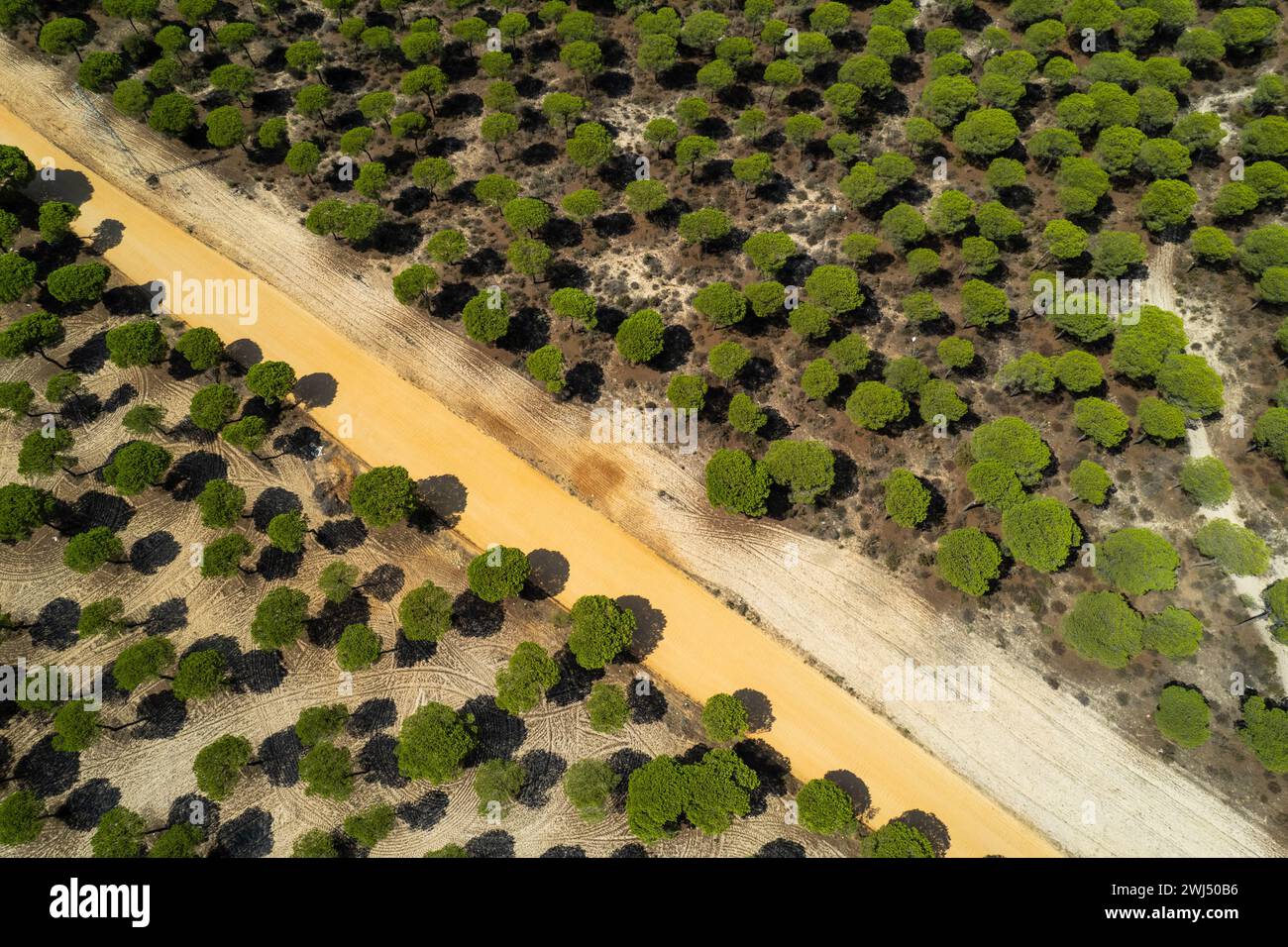 Aerial view pine forest drone hi-res stock photography and images - Alamy