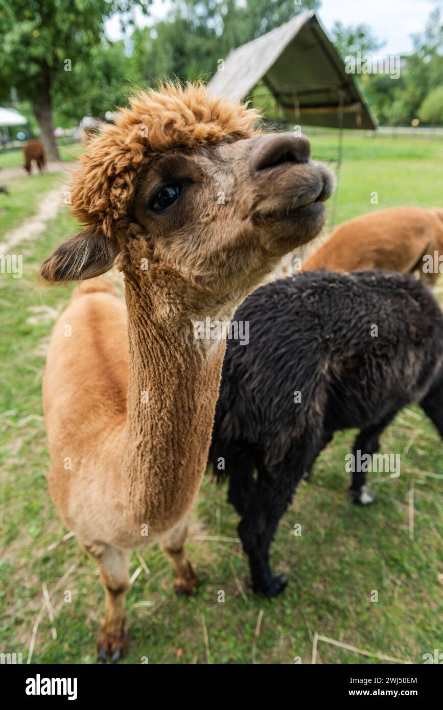 Alpacas in outdoor ranchin southern Poland at sunny summer day Stock Photo