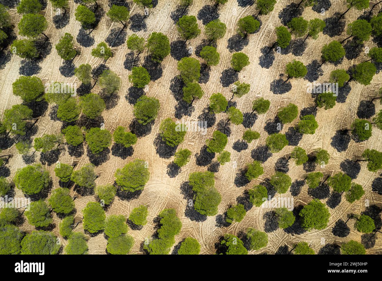 Aerial view pine forest drone hi-res stock photography and images - Alamy