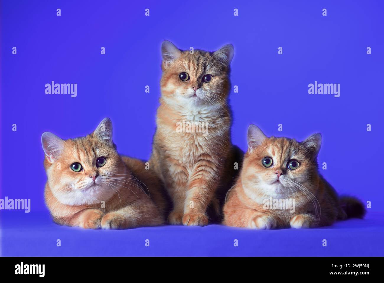 Three red-haired British shorthair kittens on a blue background Stock Photo