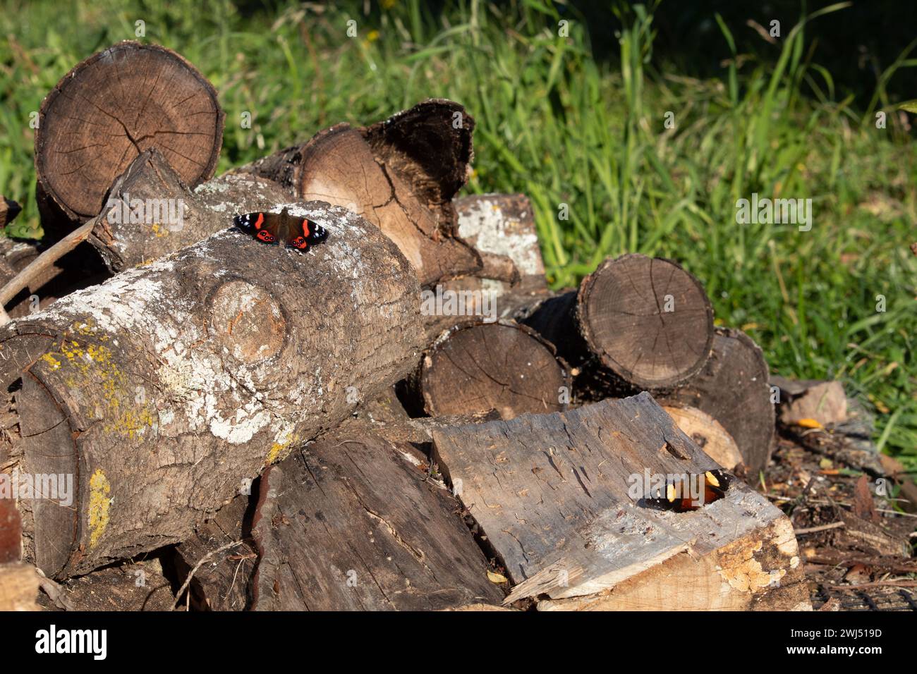 New Zealand red admiral butterfly and yellow admiral butterfly basking on logs outside. Stock Photo