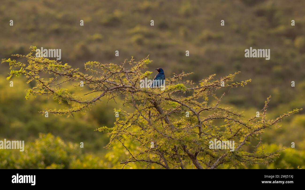 Black bellied starling or red-shouldered starling in Hluhluwe National Park Nature Reserve, South Af Stock Photo
