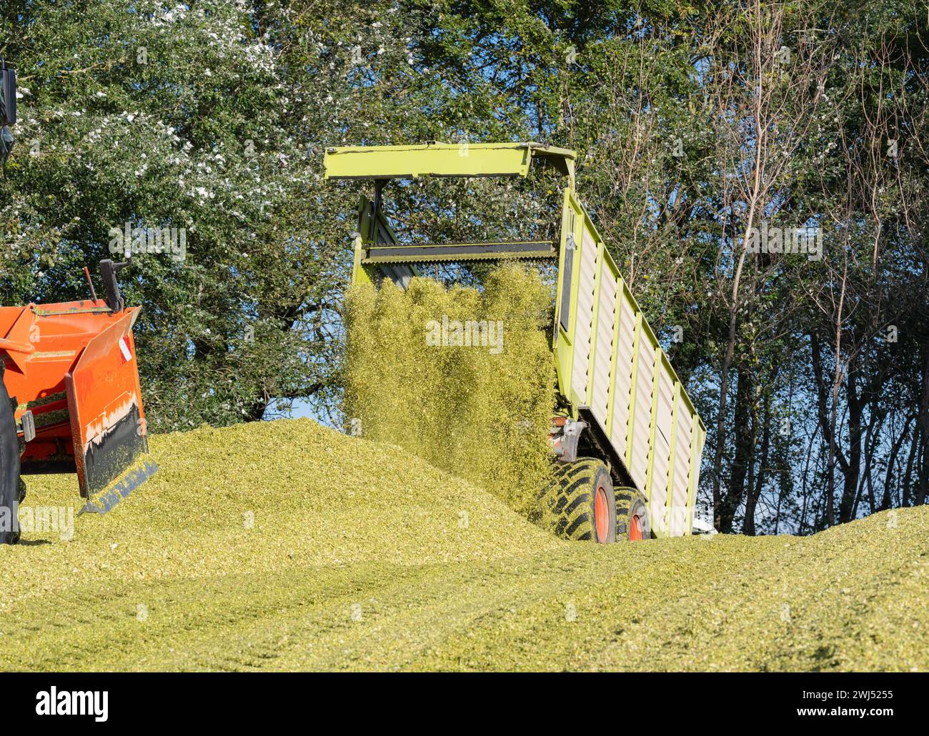 Unloading corn on a corn silage during the corn harvest Stock Photo