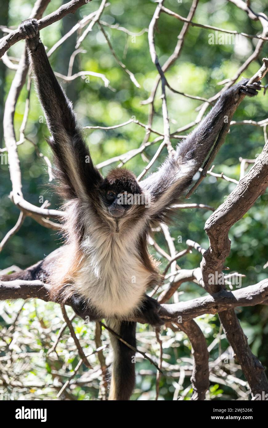 Geoffroy spider monkey in a bush landscape in South Africa Stock Photo