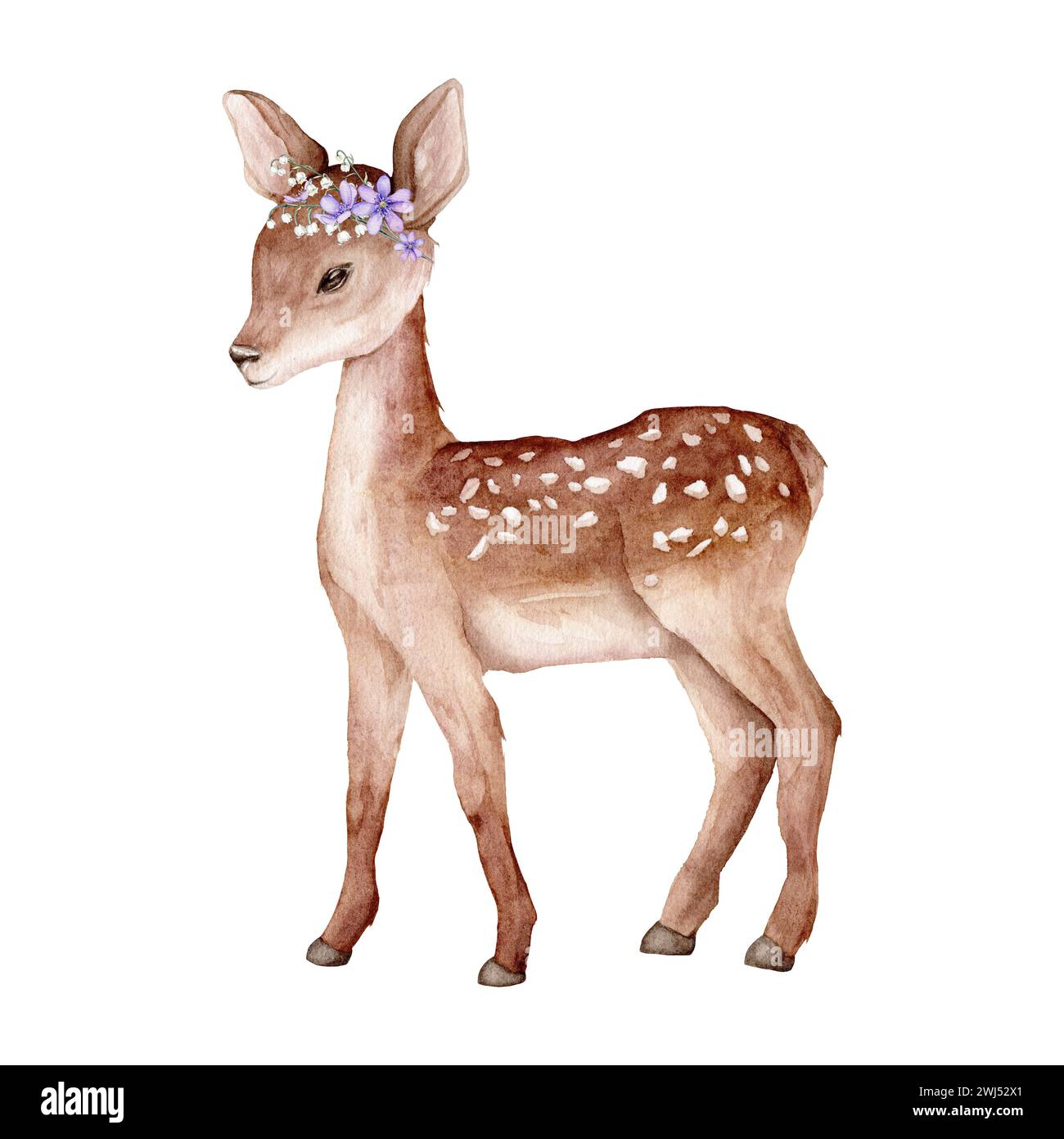 Watercolor baby deer. Flowers violet coppice and lily of the violet valley green branches. Spotted deer isolated on white background. Hand painted Stock Photo