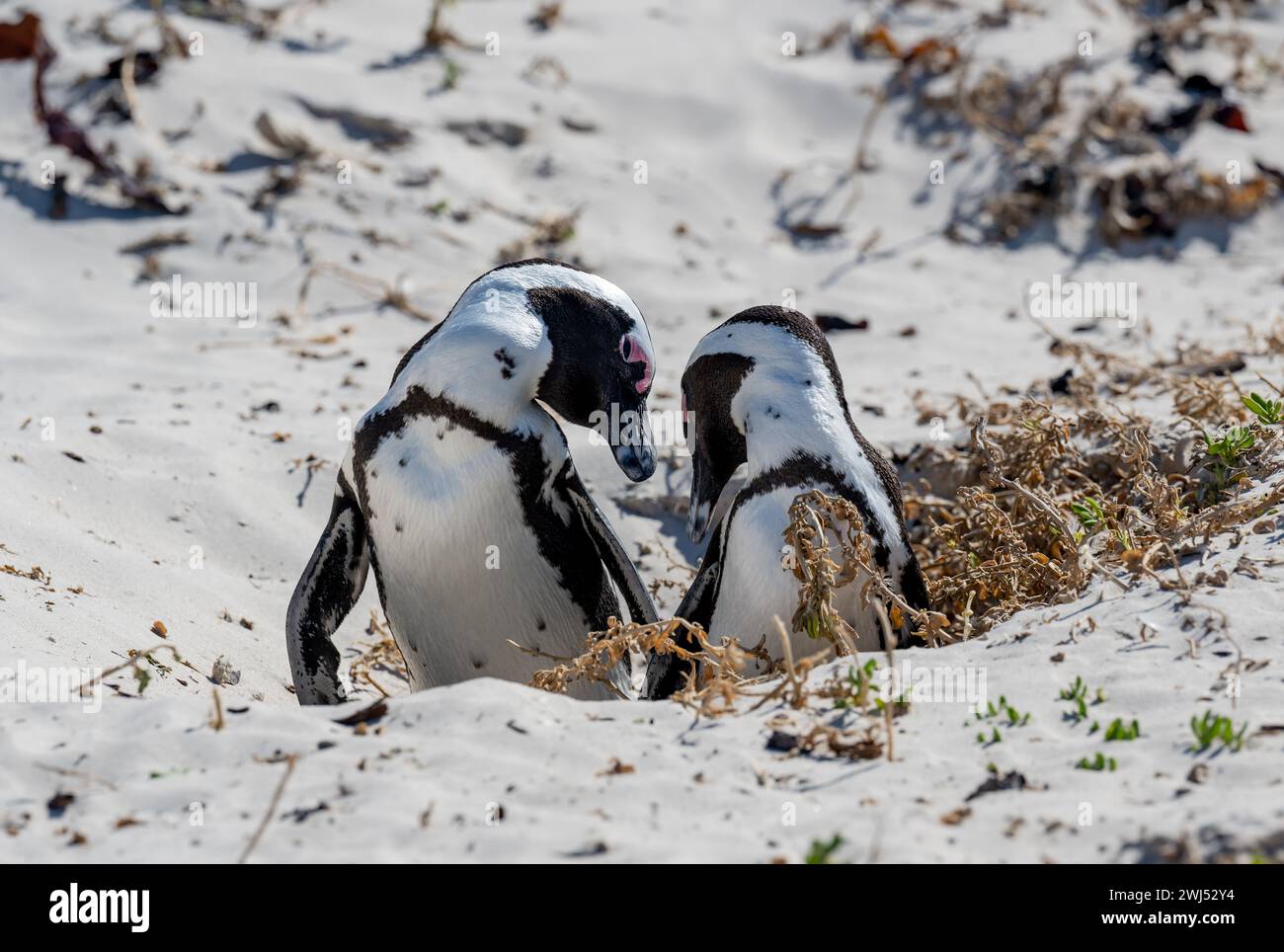 Penguins at Boulders Beach in Simons Town South Africa Stock Photo