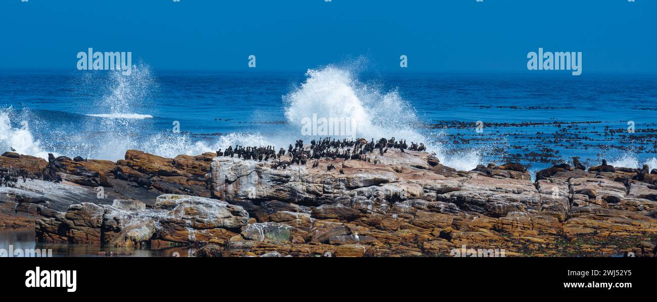 Fur seals or sea lions and cormorants on sea rocks at the Cape of Good ...