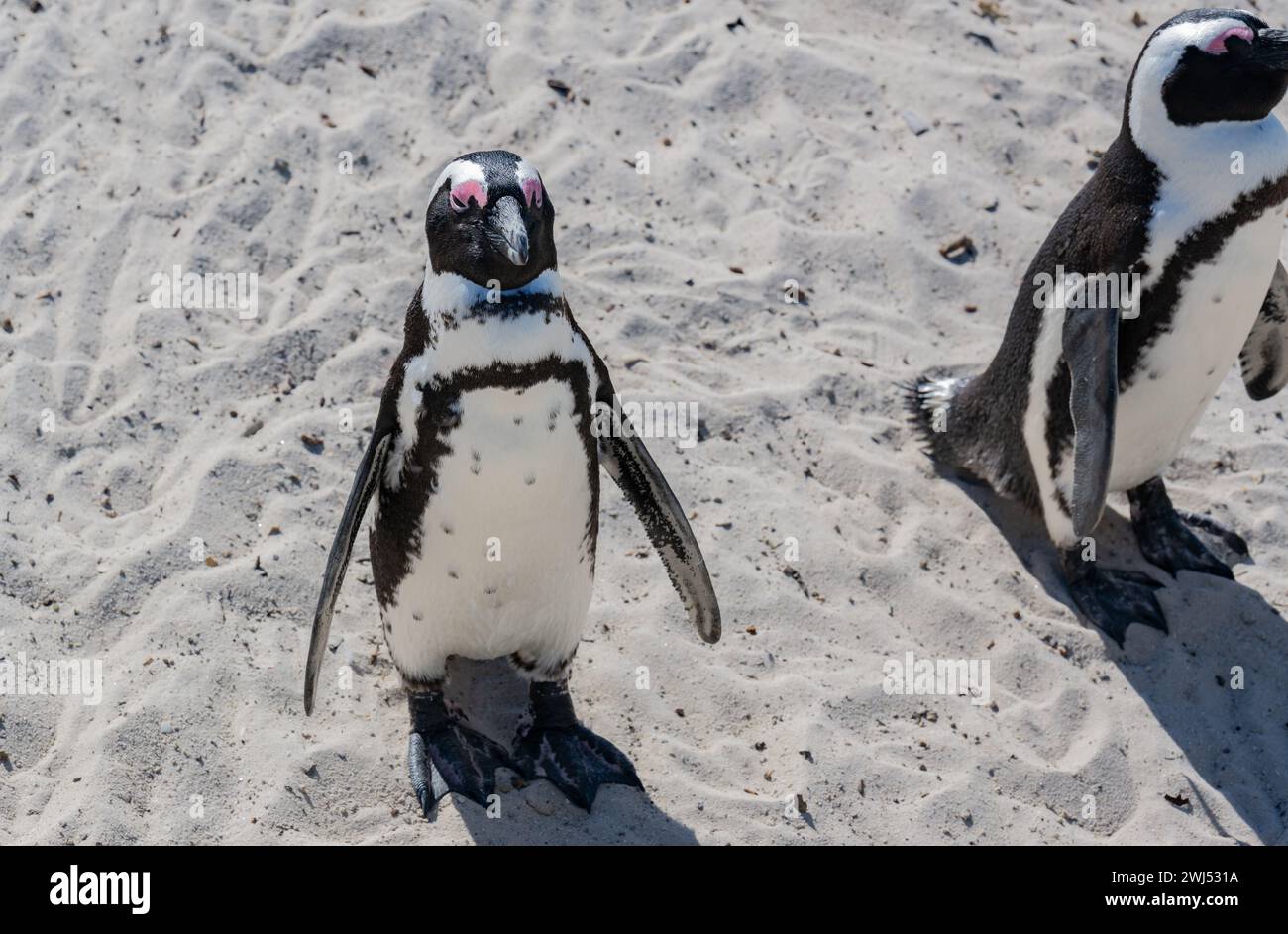 African penguins at Boulders Beach in Simons Town South Africa Stock Photo