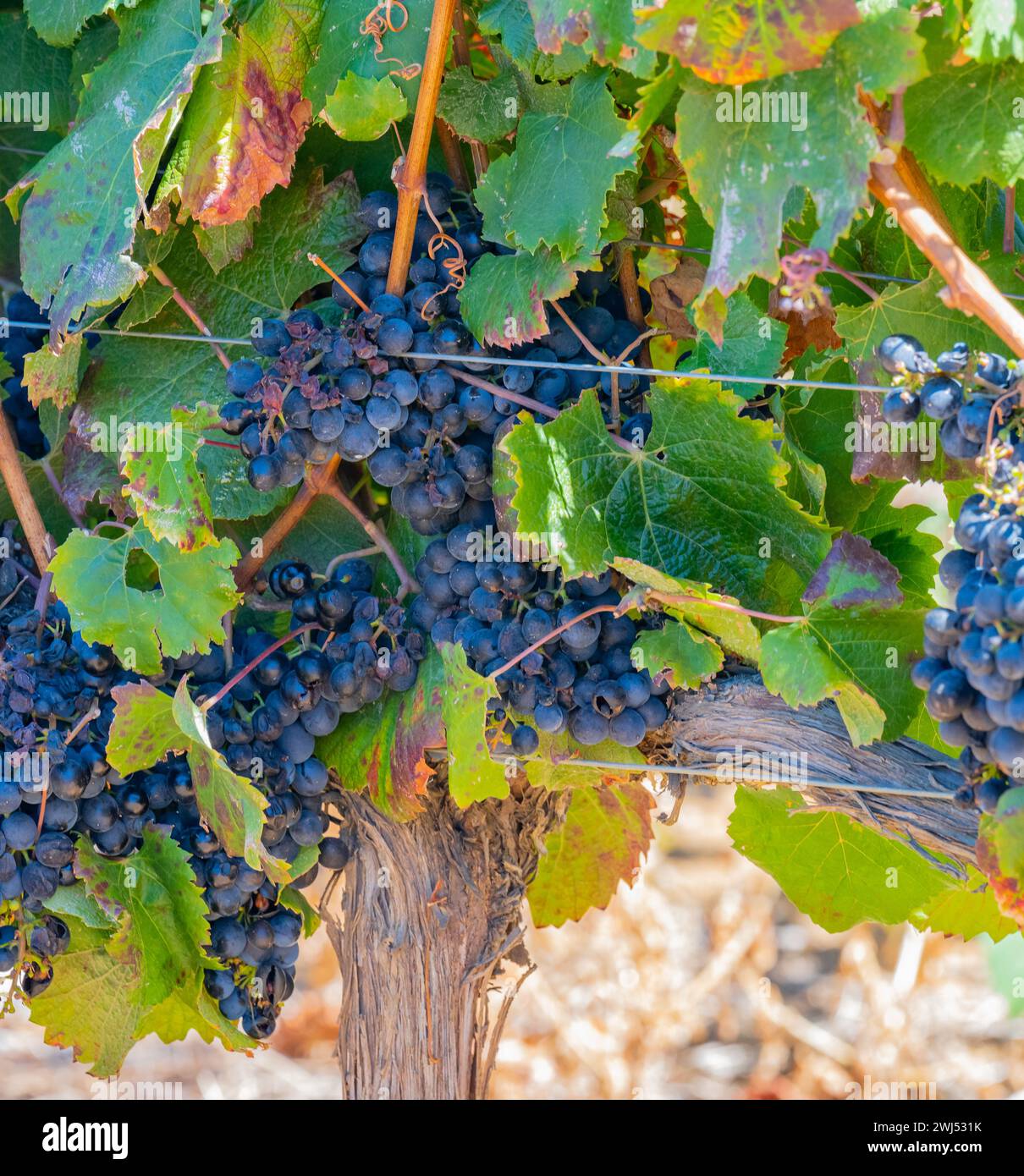 Grape variety Pinotage vine on the vine in the wine-growing region of Stellenbosch South Africa Stock Photo