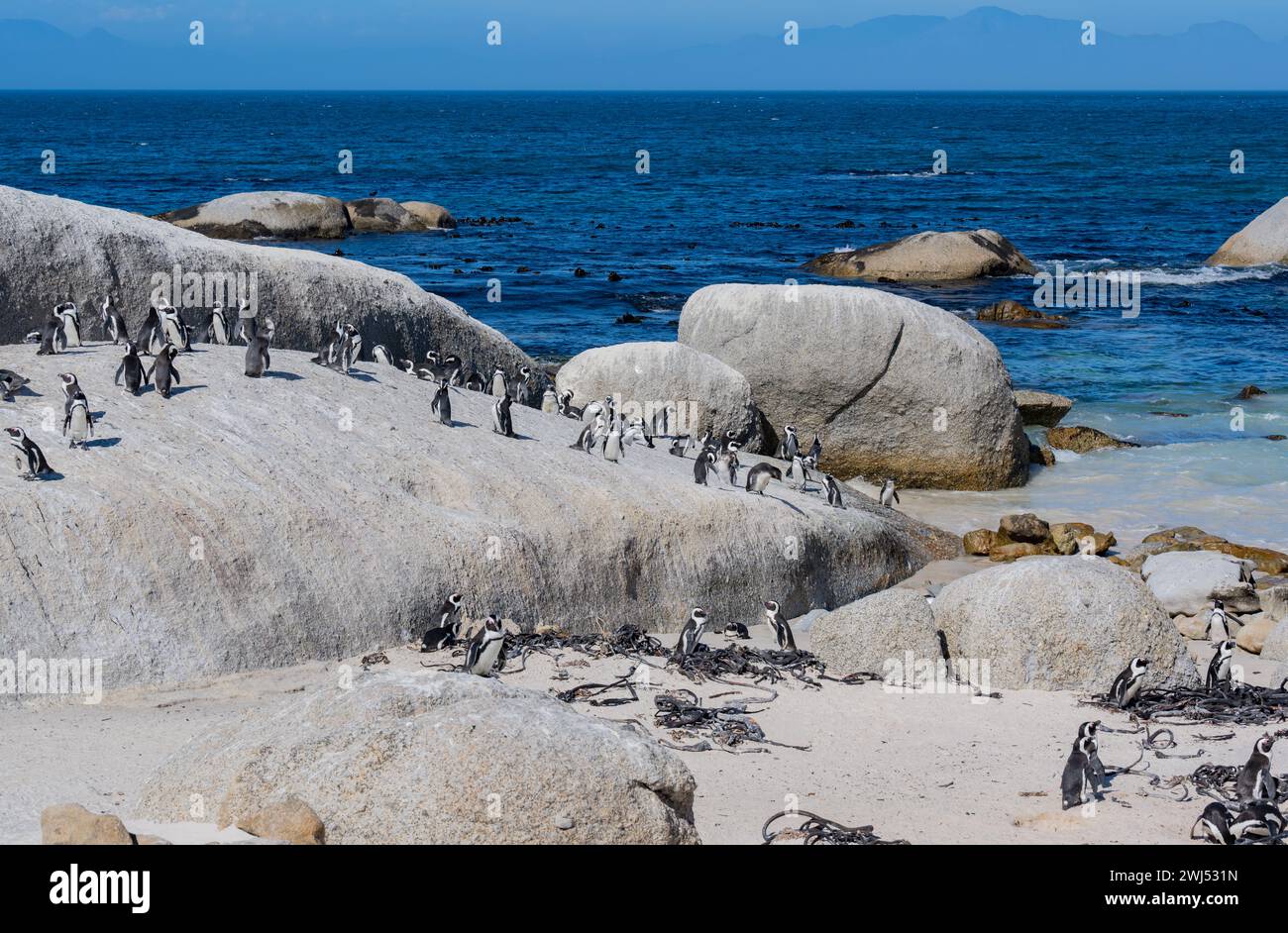 African penguins at Boulders Beach in Simons Town South Africa Stock Photo