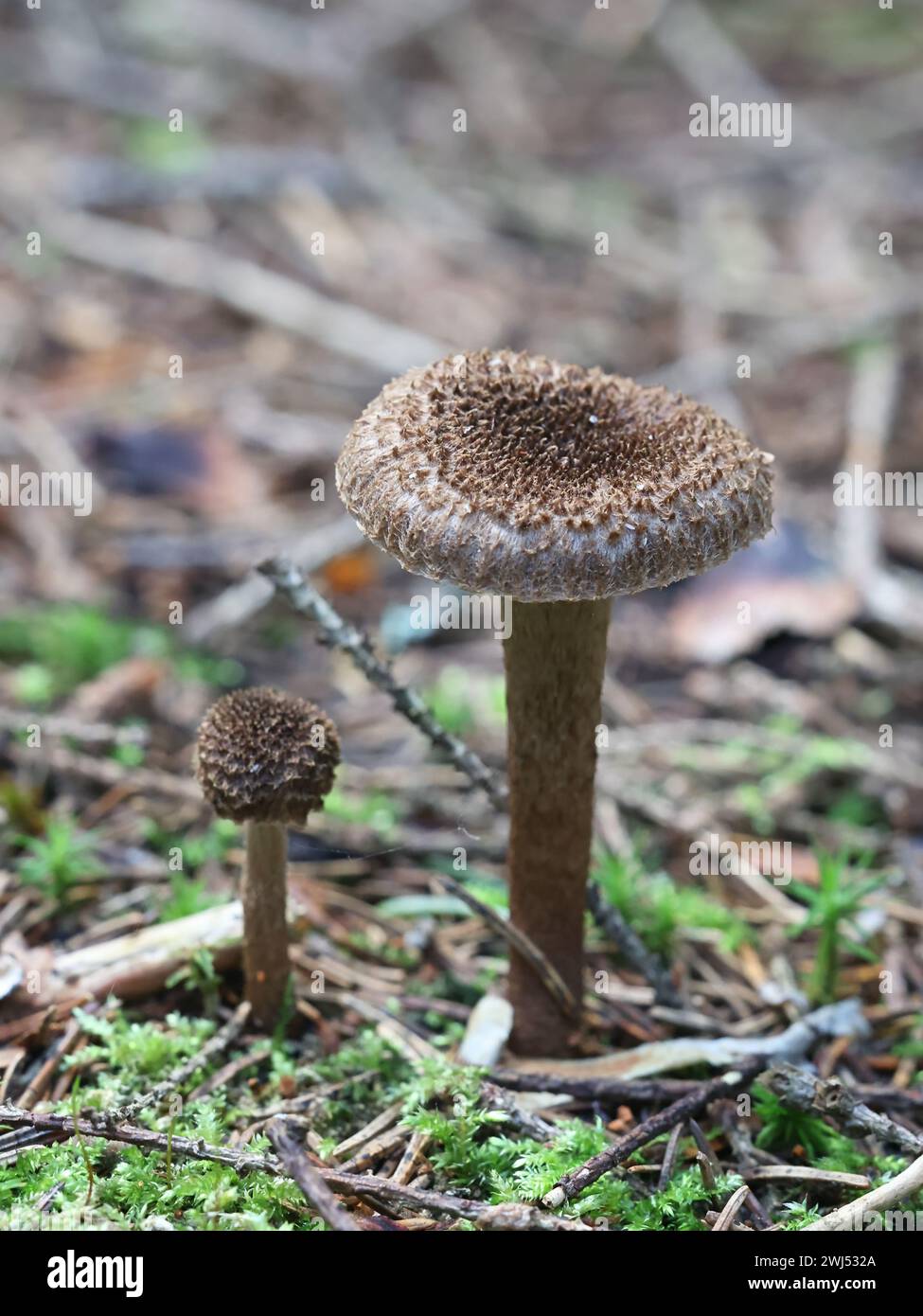 Inocybe stellatospora, commonly known as Woolly Fibrecap, wild mushroom from Finland Stock Photo