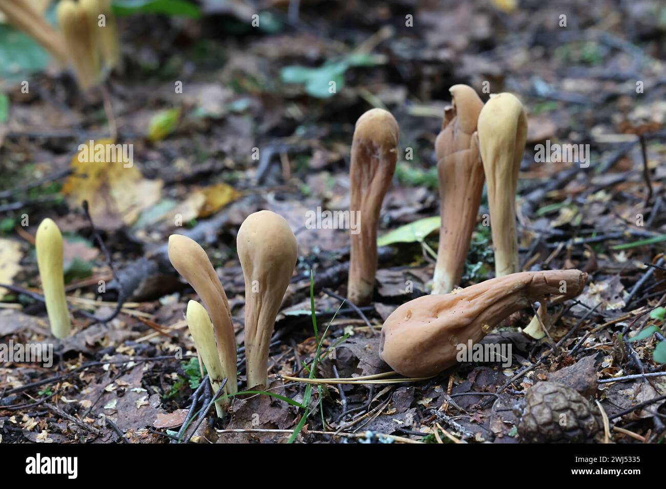 Clavariadelphus pistillaris, known as Giant Club fungus, wild fungi from Finland Stock Photo