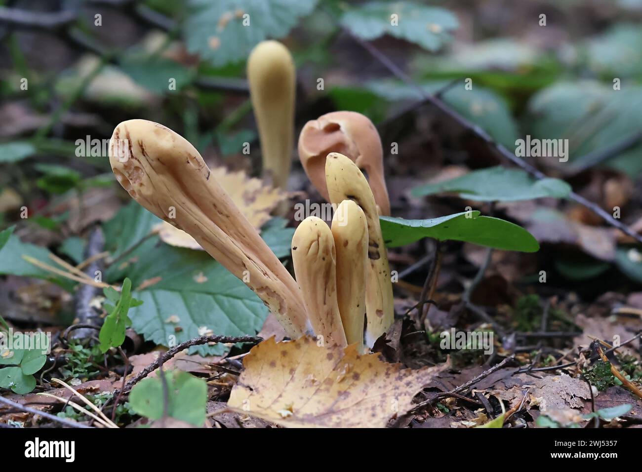 Clavariadelphus pistillaris, known as Giant Club fungus, wild fungi from Finland Stock Photo