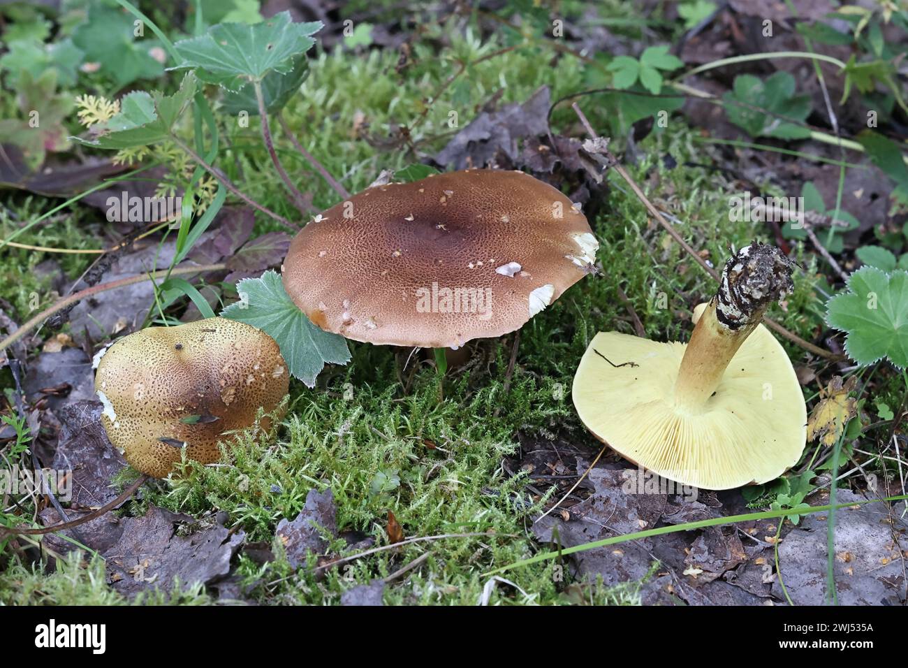 Tricholoma equestre, known as man on horseback or yellow knight, wild fungus from Finland Stock Photo