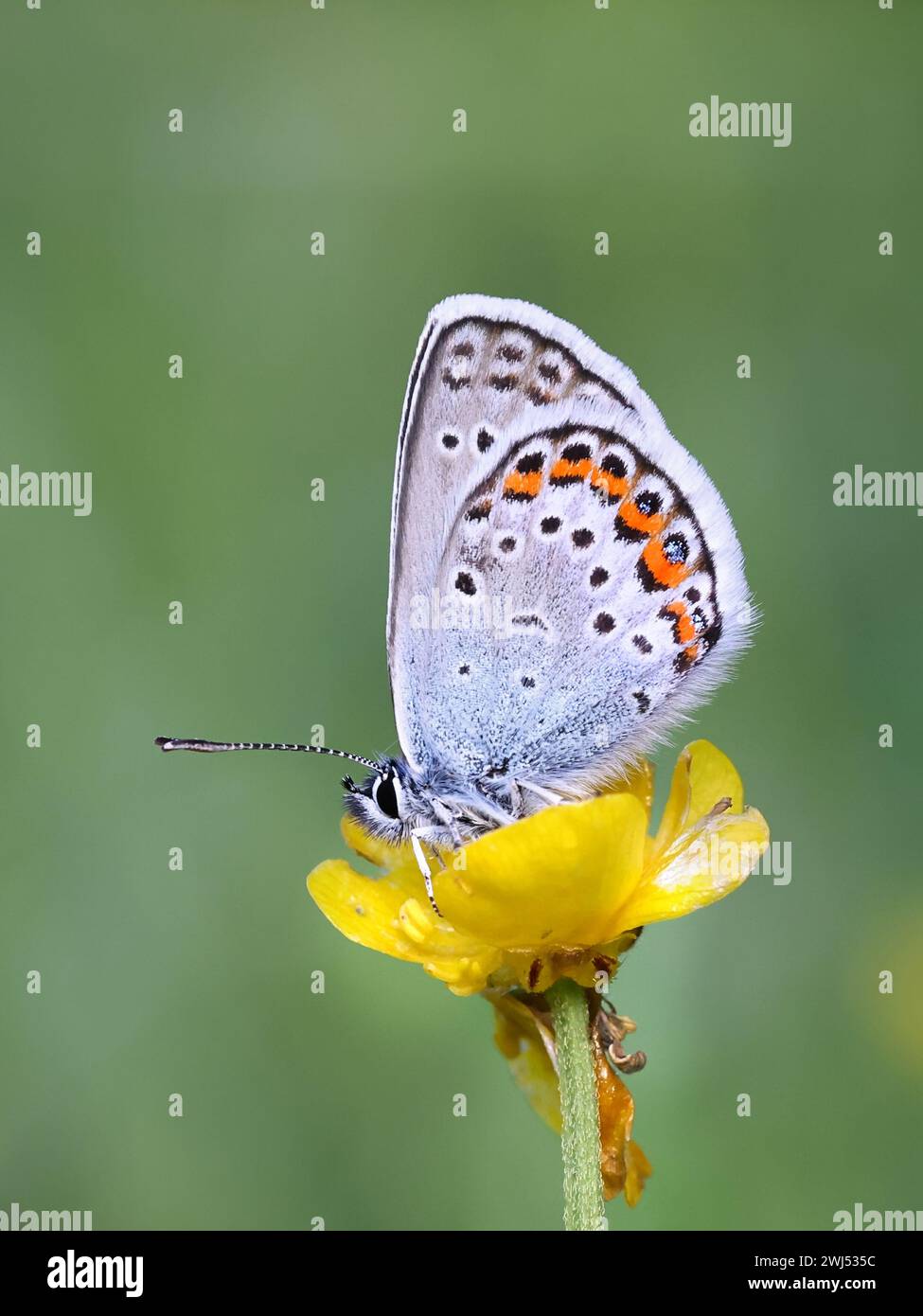 Northern Blue butterfly, known as Plebejus idas or Lycaeides idas, feeding on Meadow Buttercup in Finland Stock Photo
