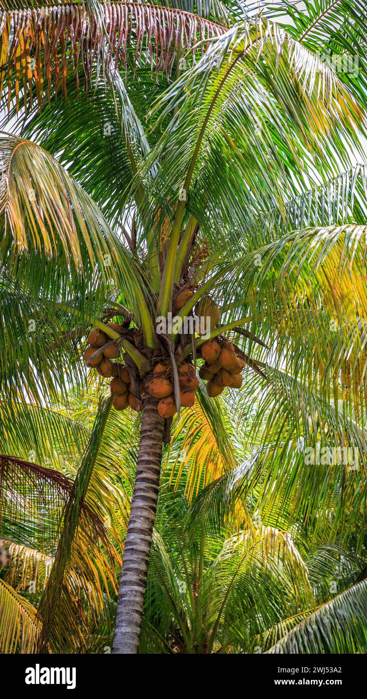 Beautiful tall palm tree in a park on a beach Stock Photo