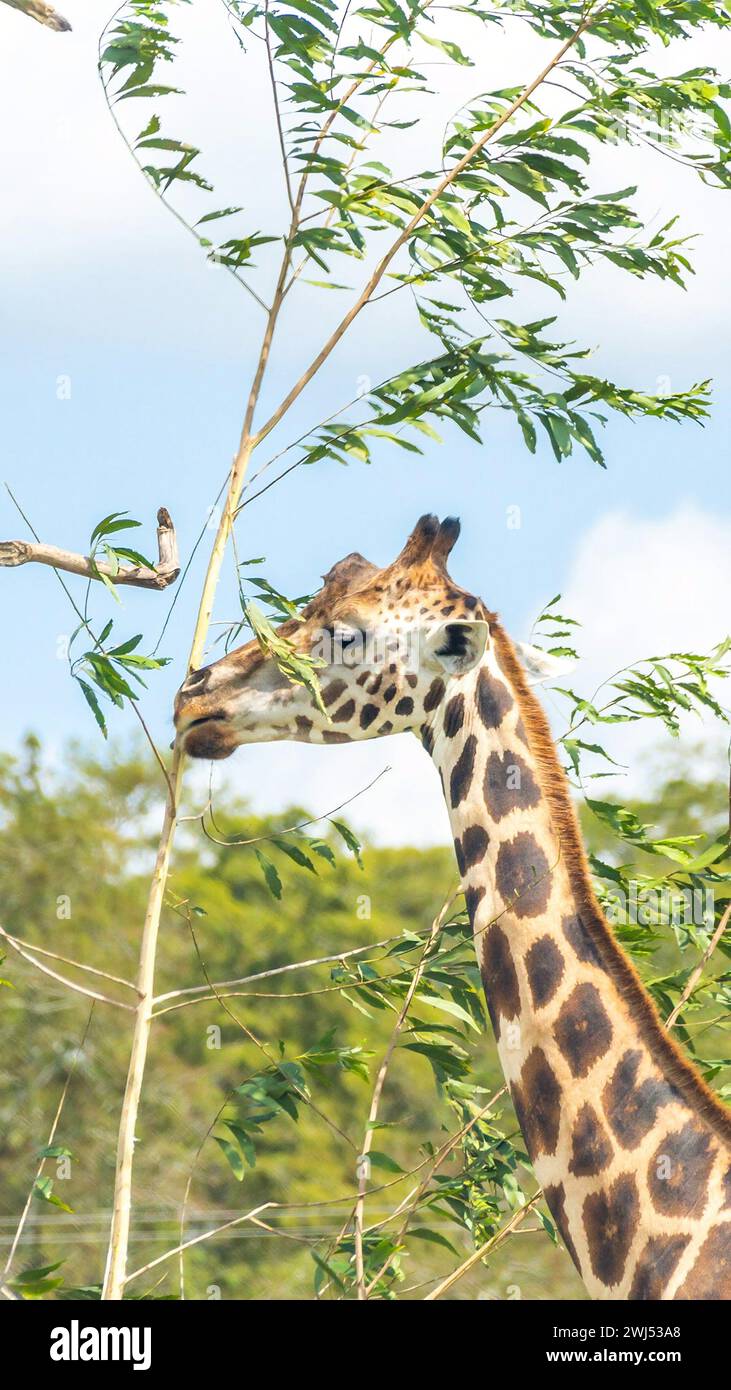 Giraffe eating leaves from dry tree Stock Photo