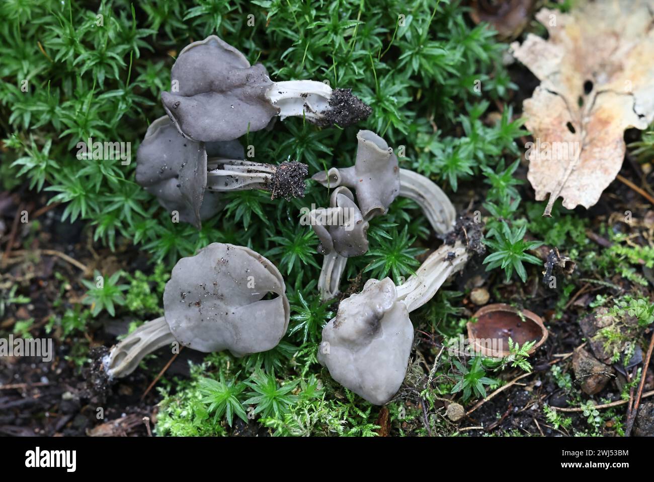 Helvella sulcata (Helvella lacunosa coll.), grey saddle fungus from Finland, no common English name Stock Photo