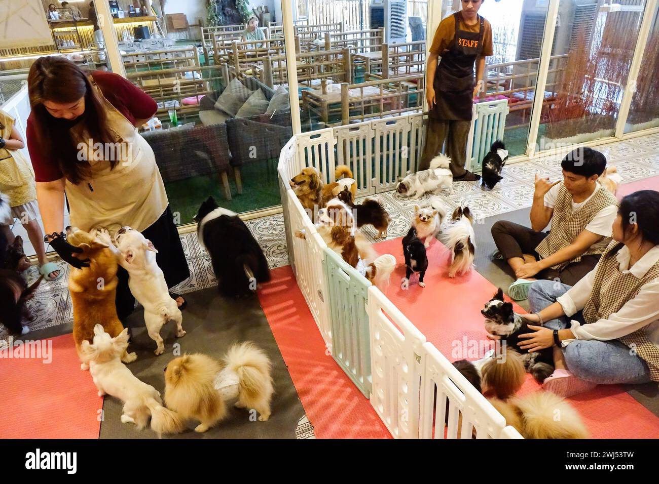 Bangkok dog cafe hires stock photography and images Alamy