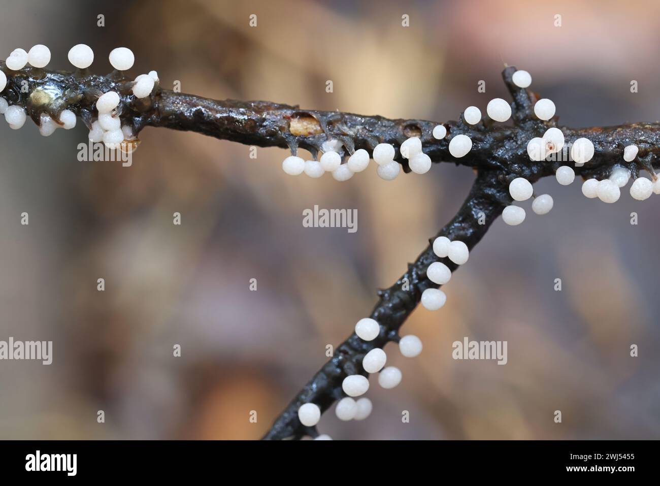 Didymium melanospermum, slime mold from Finland, no common English name Stock Photo