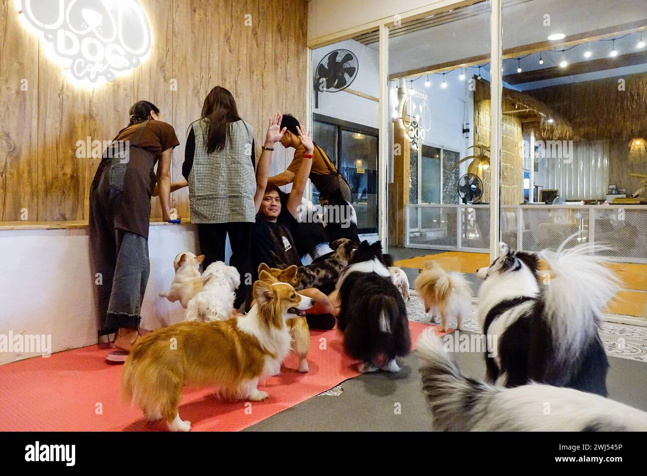 Bangkok, Thailand. 11th Feb, 2024. Customers enjoy playing with dogs at a dog cafe. Bangkok Dog Cafe is located in the west of Bangkok, and allows customers to play with dogs for 200 baht for 1 hour and purchase drinks or food to eat in the shop. Due to the increase in pet lovers, dog cafes are becoming a popular business in Bangkok. (Photo by Roc Meta/SOPA Images/Sipa USA) Credit: Sipa USA/Alamy Live News Stock Photo