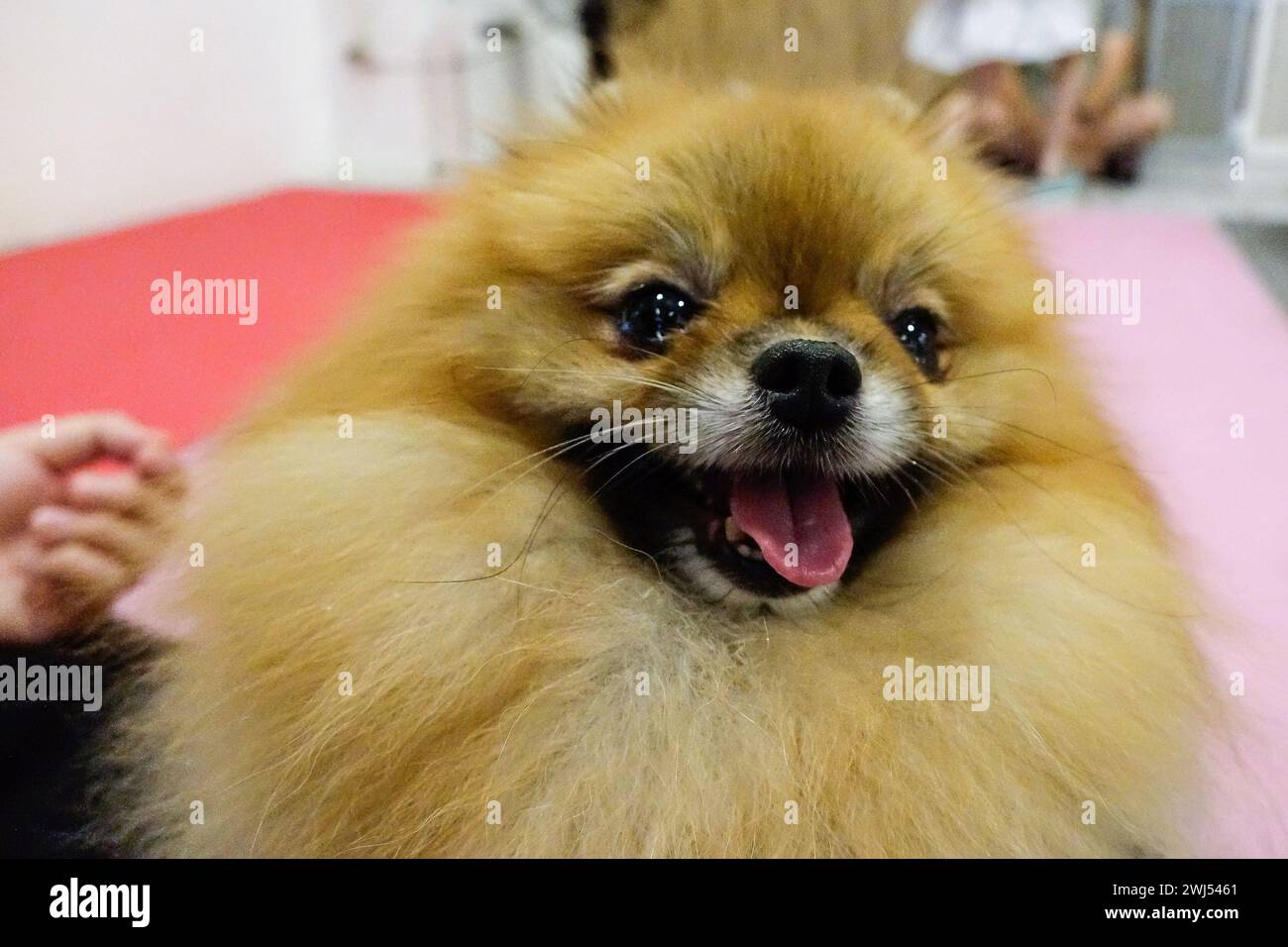 Bangkok, Thailand. 11th Feb, 2024. A dog looks at the customers playing with dogs at a dog cafe. Bangkok Dog Cafe is located in the west of Bangkok, allows customers to play with dogs for 200 baht for 1 hour and purchase drinks or food to eat in the shop. Due to the increase in pet lovers, dog cafes are becoming a popular business in Bangkok. (Photo by Roc Meta/SOPA Images/Sipa USA) Credit: Sipa USA/Alamy Live News Stock Photo