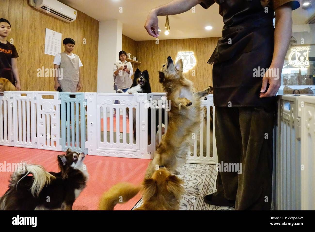 Bangkok, Thailand. 11th Feb, 2024. A dog jumps to eat food at a dog cafe. Bangkok Dog Cafe is located in the west of Bangkok and allows customers to play with dogs for 200 baht for 1 hour and purchase drinks or food to eat in the shop. Due to the increase in pet lovers, dog cafes are becoming a popular business in Bangkok. (Photo by Roc Meta/SOPA Images/Sipa USA) Credit: Sipa USA/Alamy Live News Stock Photo